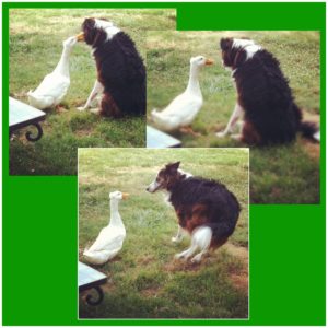 Duck secrets, just for the dog's ear