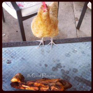 Chickens don't really care for JNC treats