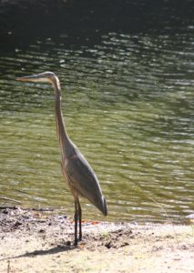 A great blue heron?