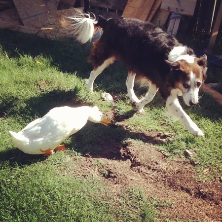 A dog running from a duck?