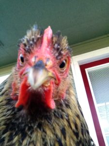 Angry Chicken told to get over it - not happening