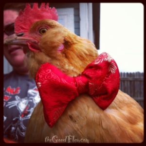 Chicken in bow tie pasta - NOT
