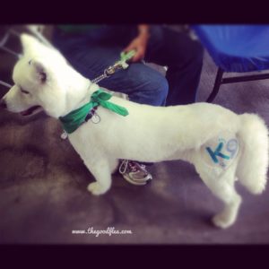 White tatt dog