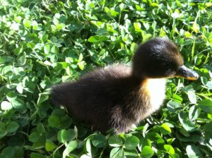 A Duckling in Clover