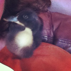 Duckling love