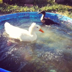 Two ducks in a pool