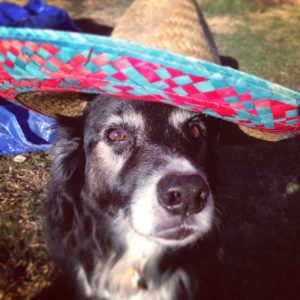 Debonair Dog - Favorite dog photos with Jones Natural Chews