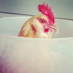 Chicken in a Bucket
