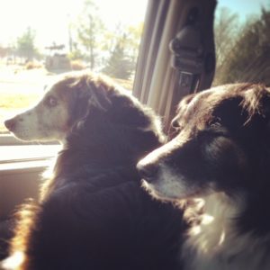 In the car, dogs riding