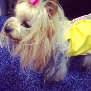 Yorkie in clothing