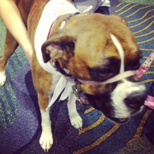 A networking party at the Global Pet Expo - boxer