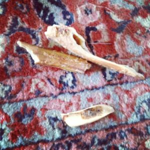 Splintered dog bone