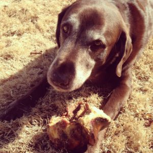 Jumbo Bone for a Chocolate Labrador Retriever