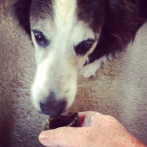 We found a Hoof! The Hoof from Jones Natural Chews drives dogs wild. Mama? Not so much.