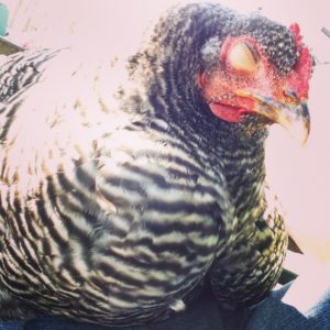 Barred Plymouth Rock hen