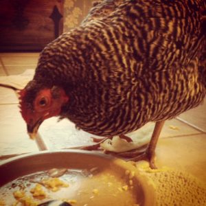 Eggs are good protein, even for chickens