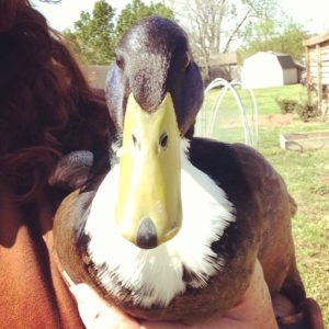 My duck