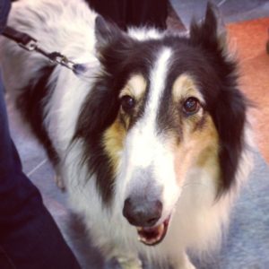 Tri-colored Collie at the AKC National Agility Championship in Tulsa
