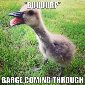 Burping gosling