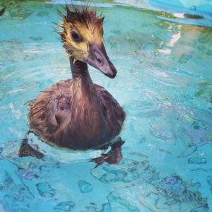 Swimming gosling