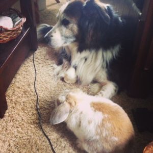 Dog and Bunny relaxing