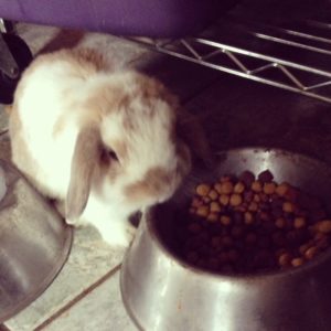 Rabbits eat dog food?!?