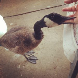 Canada goose nibbles on my fingers