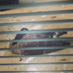 Sleeping Canada goose on my back porch