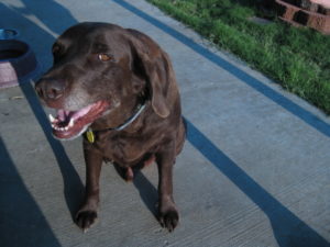 This Chocolate Lab is about seven years old