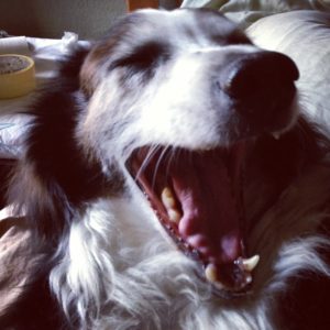 Laughing Patches, my Aussie mix