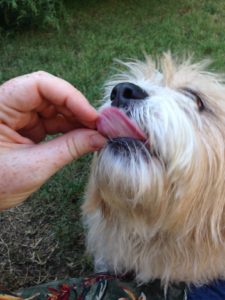 Here's a dog that can't get enough of Jones Chicken Taffy ...