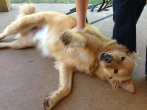 Happy, relaxed Chow Chow/Golden Retriever