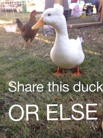 Share this duck, or else