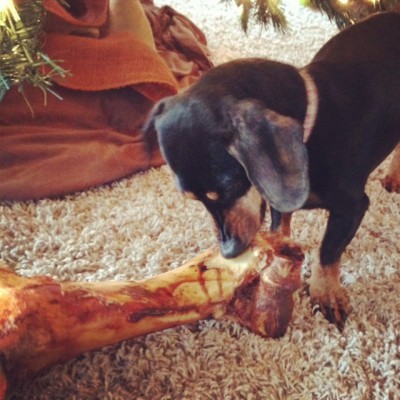 Are bones messy? A Doxie with a cow femur from Jones