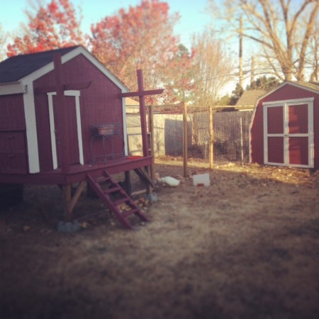 Pretty chicken coop and shed