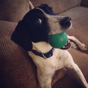 Handsome dog with a ball