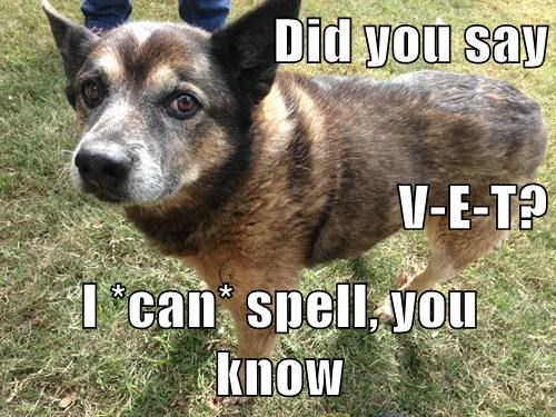 A spelling dog