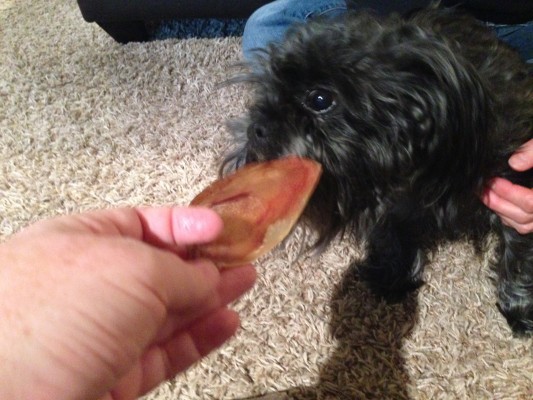 A Pig Ear for Scout