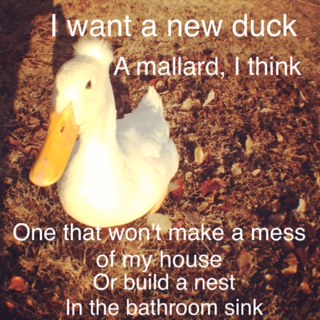 Want a New Duck