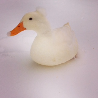 A white duck in the snow on Funny Bone Monday