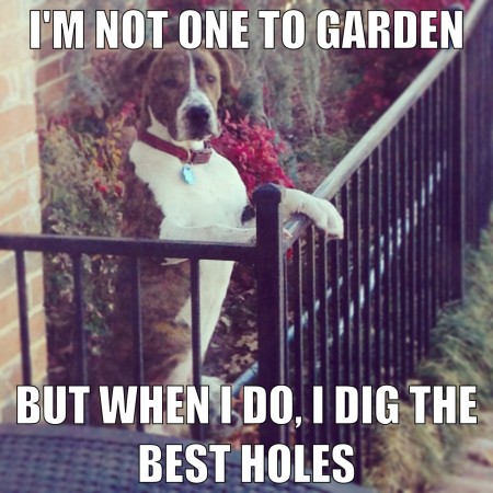 Gardening dog