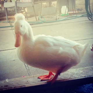 My house duck
