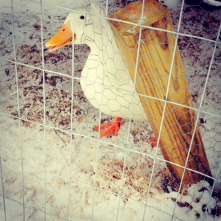 Jimmy the Duck hanging out under the coop