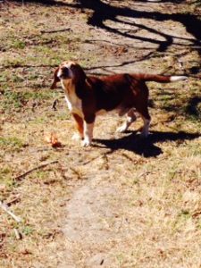 AROOOO - Boomer the Beagle
