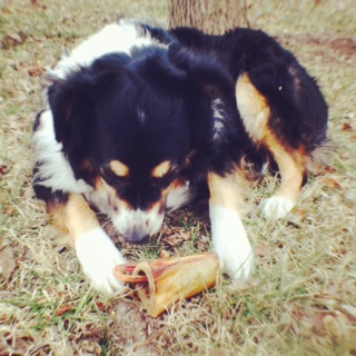 Gnawing on a Bully Bone from Jones Natural Chews