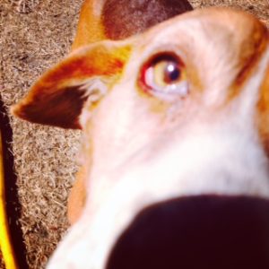 The eye of the Beagle