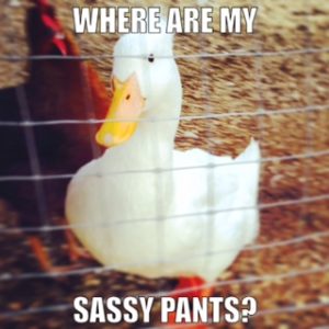 Where are my sassy pants?