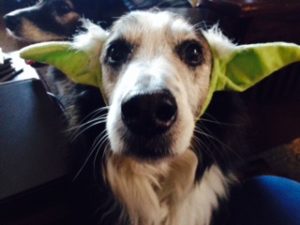 An Aussie plays Yoda on the small screen