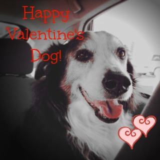 Happy Valentine's Dog, naturally