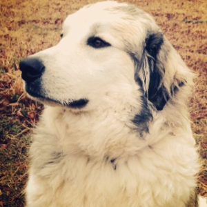 Colt the Anatolian/Great Pyrenees